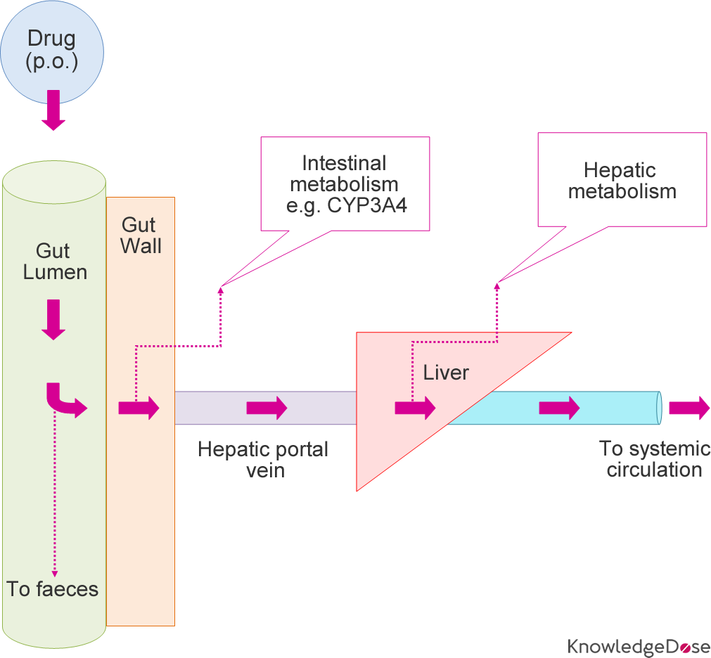 Schematic diagram of a drug undergoing extensive first-pass metabolism in the gut wall (intestinal metabolism) and liver (hepatic metabolism)