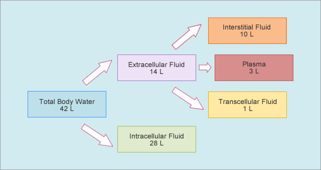 Values for total body water and fluid distribution are total body water, 42 L; extracellular fluid, 14 L; intracellular fluid, 28L; interstitial fluid, 10L; plasma, 3L; transcellular fluid, 1L