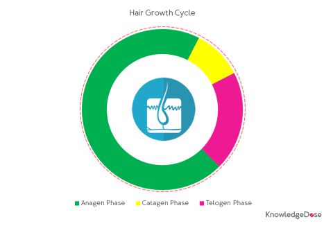 Diagram of hair growth cycle consisting of three phases: anagen, catagen and telogen