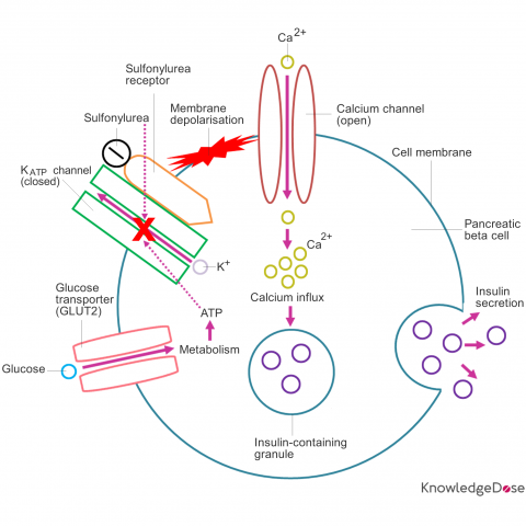 Diagram: Schematic representation of sulfonylureas and their site of action