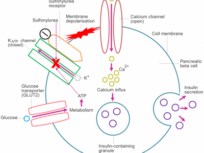 Sulfonylureas: Site of Action, Pharmacokinetics & Dose Conversion