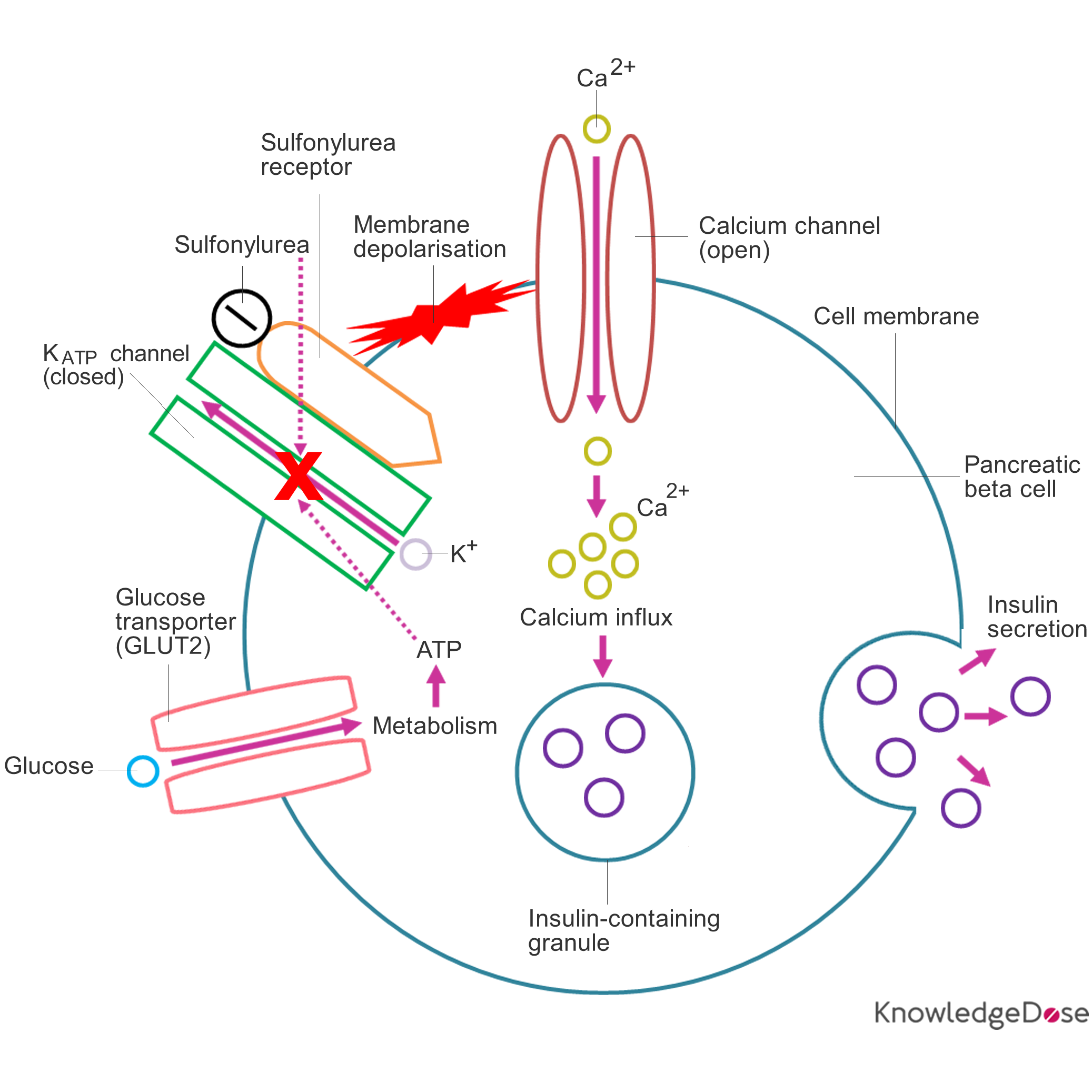 sulfonylureas-site-of-action-pharmacokinetics-dose-conversion